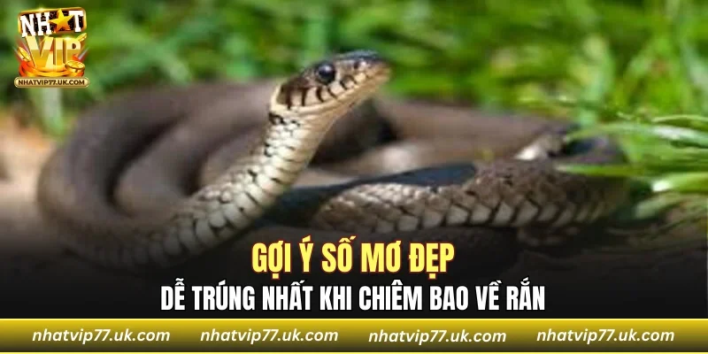 Gợi ý số mơ đẹp, dễ trúng nhất khi chiêm bao về rắn