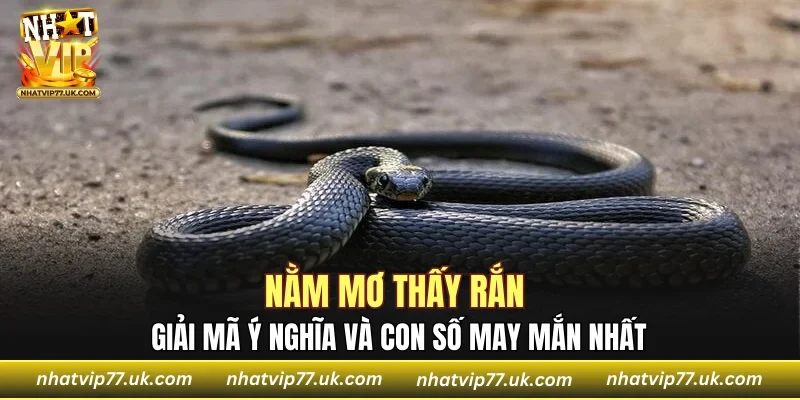 Nằm Mơ Thấy Rắn